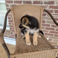 Black-and-tan smooth coat male 1, a male German Shepherd Dog for sale in Walnut Grove, MS – 8 of 8