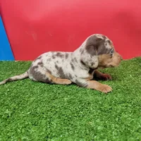 Handsome , a male Miniature Dachshund for sale in Walnut Grove, MS – 5 of 6