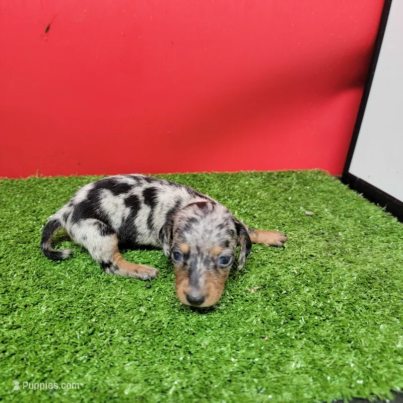 Silver dapple female 3 – Miniature Dachshund puppy on hold in Walnut Grove, MS