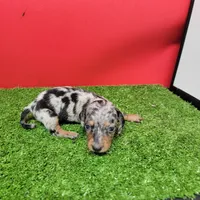 Silver dapple female 3, a female Miniature Dachshund for sale in Walnut Grove, MS – 1 of 9