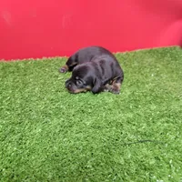 Black-and-tan longhair female , a female Miniature Dachshund for sale in Walnut Grove, MS – 6 of 7