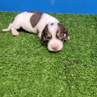 Chocolate and white male , a male Miniature Dachshund for sale in Walnut Grove, MS – 10 of 10