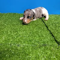 Silver dapple and white male , a male Miniature Dachshund for sale in Walnut Grove, MS – 5 of 9