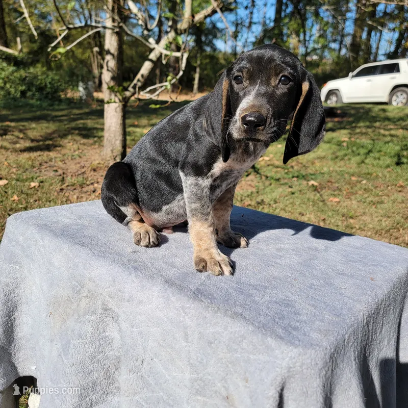 BLUETICK MALE 2 – Bluetick Coonhound puppy for sale in Walnut Grove, MS