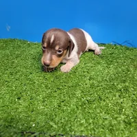 Chocolate and white male 1, a male Miniature Dachshund for sale in Walnut Grove, MS – 2 of 6