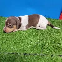 Chocolate and white male 1, a male Miniature Dachshund for sale in Walnut Grove, MS – 5 of 6