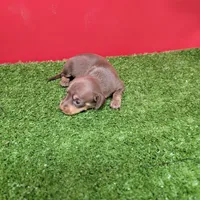 Chocolate and tan female , a female Miniature Dachshund for sale in Walnut Grove, MS – 6 of 8