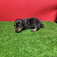 Black and tan female 1, a female Miniature Dachshund for sale in Walnut Grove, MS – 6 of 8