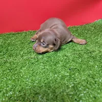 Chocolate female , a female Miniature Dachshund for sale in Walnut Grove, MS – Photo 3 of 6