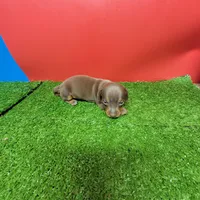 Chocolate female , a female Miniature Dachshund for sale in Walnut Grove, MS – Photo 6 of 6