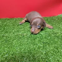Chocolate female , a female Miniature Dachshund for sale in Walnut Grove, MS – Photo 4 of 6