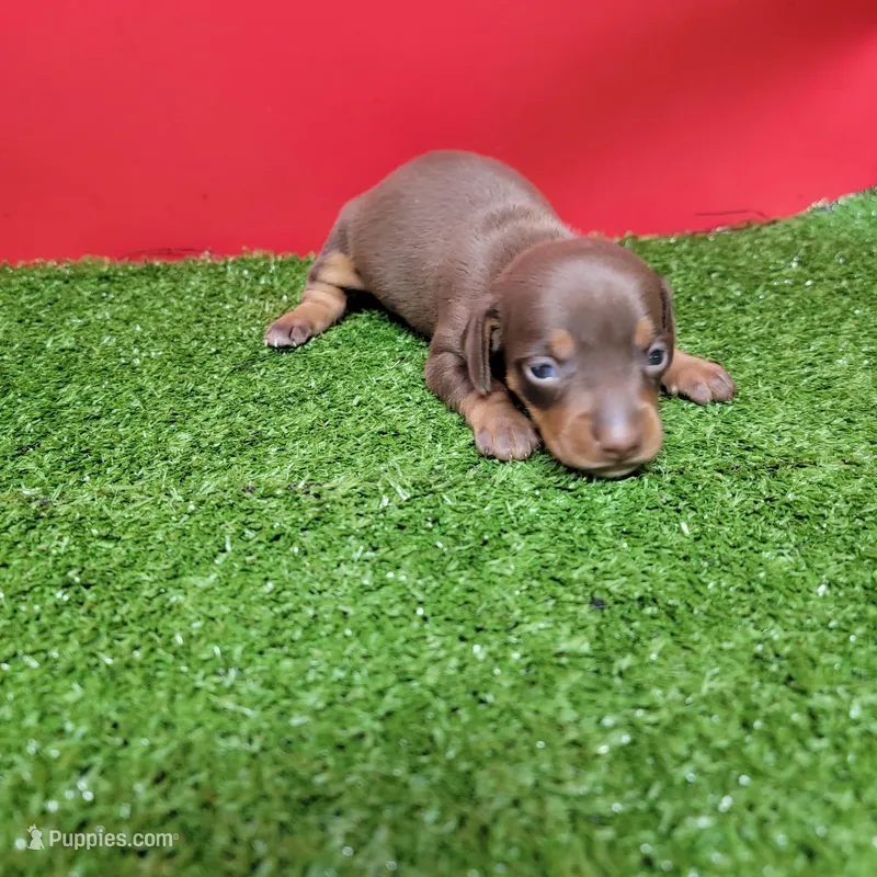 Chocolate female  – Miniature Dachshund puppy for sale in Walnut Grove, MS