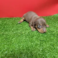 Chocolate female , a female Miniature Dachshund for sale in Walnut Grove, MS – Photo 5 of 6