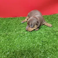 Chocolate female , a female Miniature Dachshund for sale in Walnut Grove, MS – Photo 2 of 6