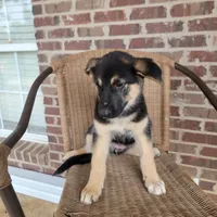 Black-and-tan smooth coat female , a female German Shepherd Dog for sale in Walnut Grove, MS – 5 of 10