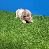 Longhair female , a female Miniature Dachshund for sale in Walnut Grove, MS – 5 of 10