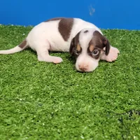 Chocolate and white male , a male Miniature Dachshund for sale in Walnut Grove, MS – 6 of 10