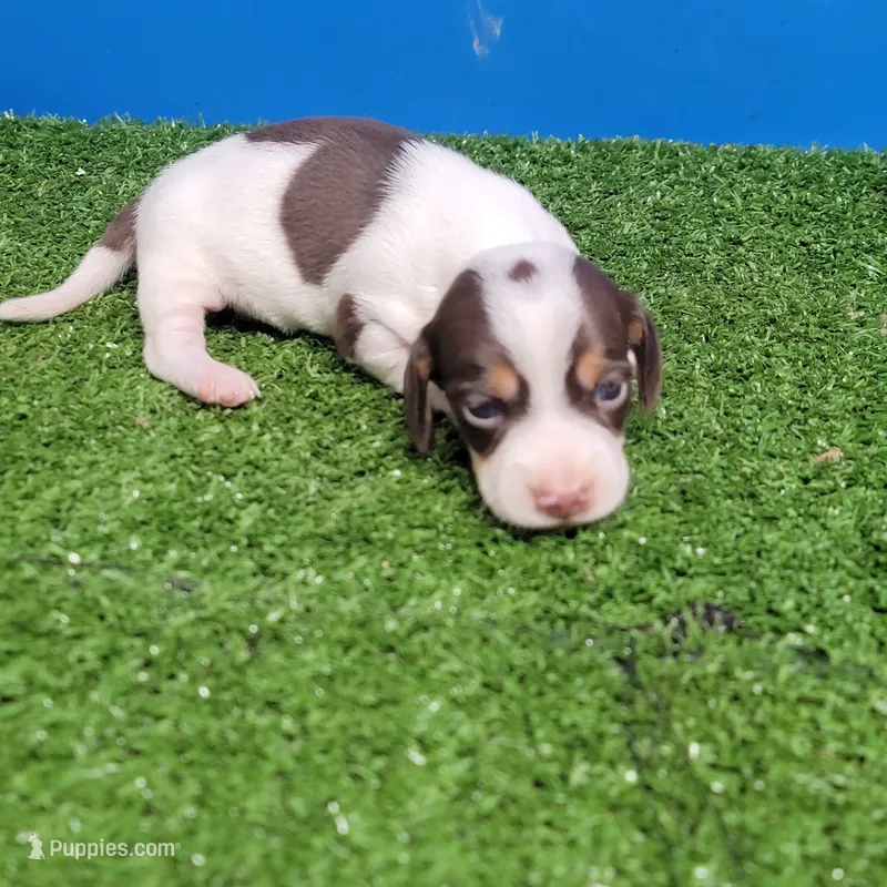 Chocolate and white male  – Miniature Dachshund puppy for sale in Walnut Grove, MS