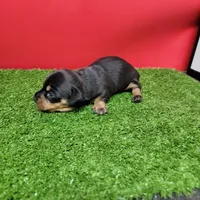 Black and tan female 1, a female Miniature Dachshund for sale in Walnut Grove, MS – 7 of 8