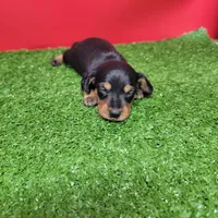 Black and tan female 2, a male Miniature Dachshund for sale in Walnut Grove, MS – Photo 6 of 8