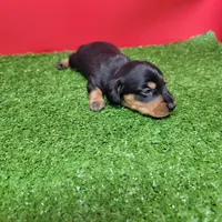 Black and tan female 2, a male Miniature Dachshund for sale in Walnut Grove, MS – Photo 8 of 8