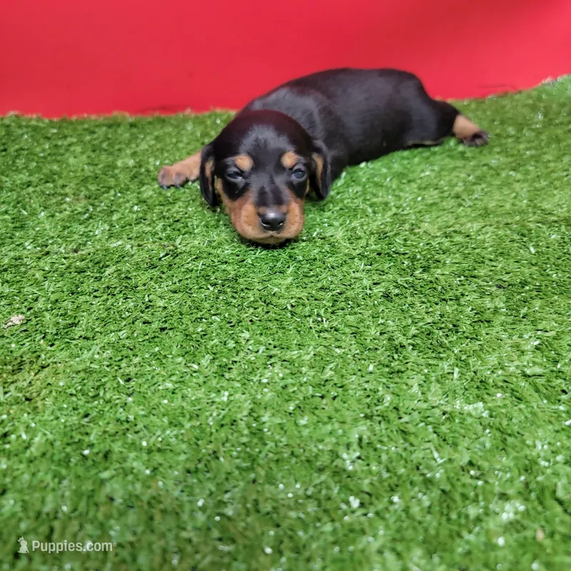 Black and tan female 2 – Miniature Dachshund puppy for sale in Walnut Grove, MS