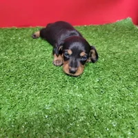 Black and tan female 2, a male Miniature Dachshund for sale in Walnut Grove, MS – Photo 2 of 8