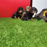 Black and tan female 2, a female Miniature Dachshund for sale in Walnut Grove, MS – Photo 5 of 6