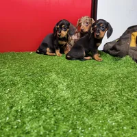 Black and tan female 2, a female Miniature Dachshund for sale in Walnut Grove, MS – Photo 4 of 6