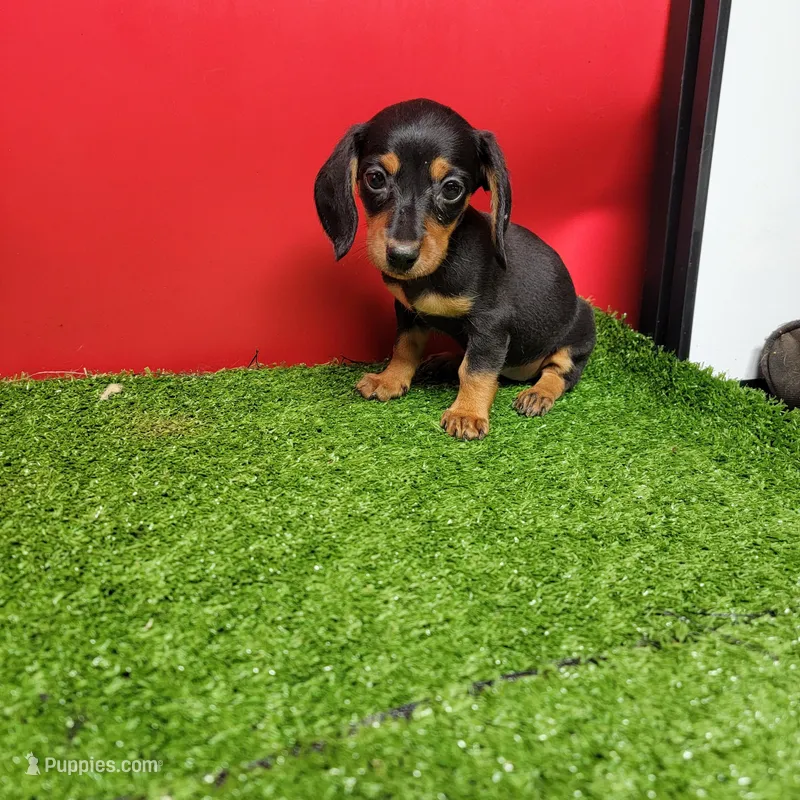 Black and tan female 2 – Miniature Dachshund puppy for sale in Walnut Grove, MS