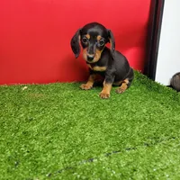 Black and tan female 2, a female Miniature Dachshund for sale in Walnut Grove, MS – Photo 1 of 6