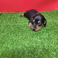 Black and tan female 2, a male Miniature Dachshund for sale in Walnut Grove, MS – Photo 5 of 8
