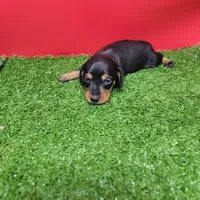 Black and tan female 2, a male Miniature Dachshund for sale in Walnut Grove, MS – Photo 3 of 8