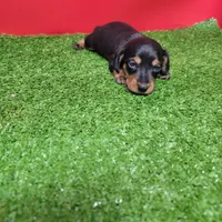 Black and tan female 2, a male Miniature Dachshund for sale in Walnut Grove, MS – Photo 7 of 8