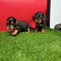 Black and tan female 2, a female Miniature Dachshund for sale in Walnut Grove, MS – Photo 3 of 6