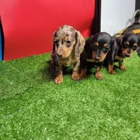 Black and tan female 2, a female Miniature Dachshund for sale in Walnut Grove, MS – Photo 6 of 6