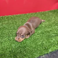 Chocolate and tan female , a female Miniature Dachshund for sale in Walnut Grove, MS – 2 of 8