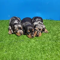 Silver dapple male 2, a male Miniature Dachshund for sale in Walnut Grove, MS – 10 of 10
