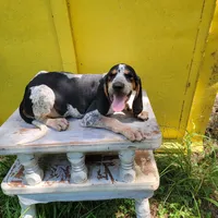 Male 3, a male Bluetick Coonhound for sale in Walnut Grove, MS – 4 of 5