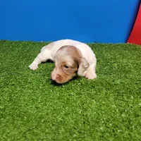 Longhair male , a male Miniature Dachshund for sale in Walnut Grove, MS – 10 of 10