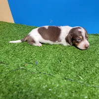 Chocolate and white male 2, a male Miniature Dachshund for sale in Walnut Grove, MS – 8 of 9