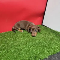 Chocolate and tan female , a female Miniature Dachshund for sale in Walnut Grove, MS – 8 of 8