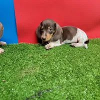 Chocolate and white male 1, a male Miniature Dachshund for sale in Walnut Grove, MS – 7 of 7