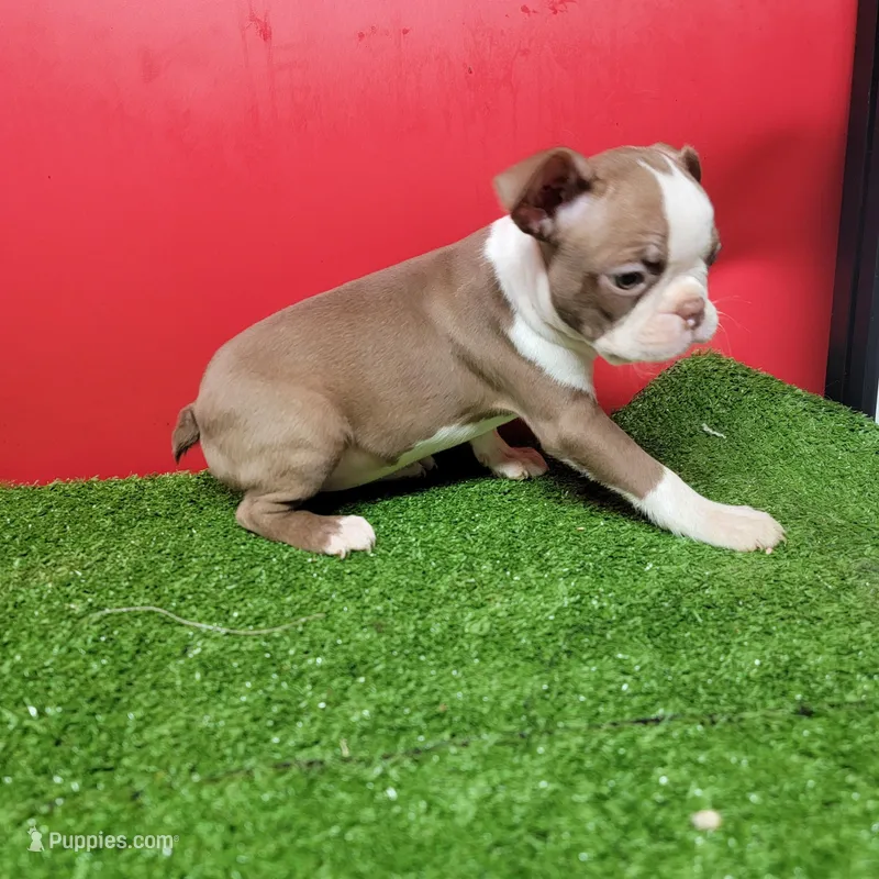 Chocolate and white female 3 – Boston Terrier puppy for sale in Walnut Grove, MS