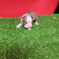 Chocolate and white female 3, a female Boston Terrier for sale in Walnut Grove, MS – Photo 7 of 8