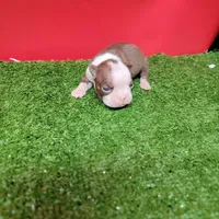 Chocolate and white female 3, a female Boston Terrier for sale in Walnut Grove, MS – Photo 6 of 8