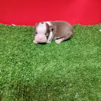 Chocolate and white female 3, a female Boston Terrier for sale in Walnut Grove, MS – Photo 5 of 8