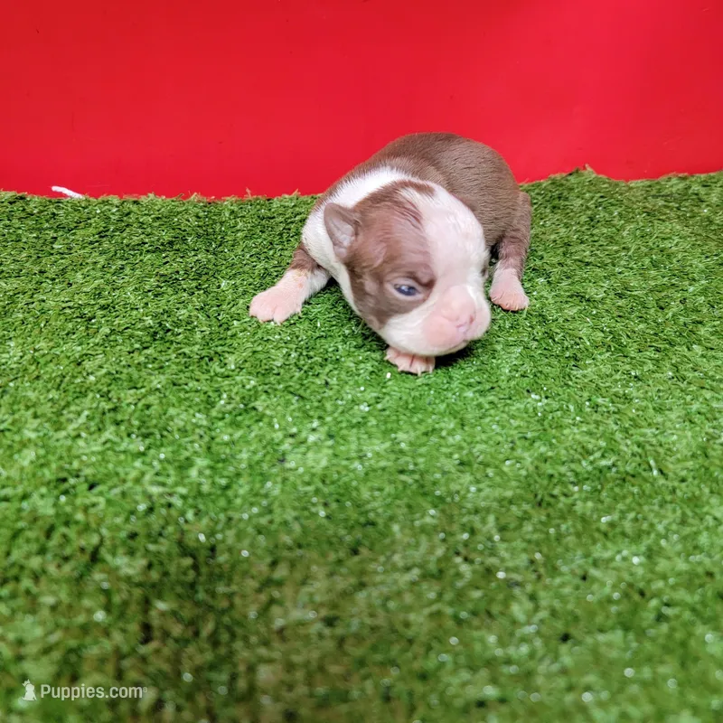 Chocolate and white female 3