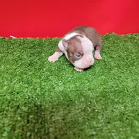 Chocolate and white female 3, a female Boston Terrier for sale in Walnut Grove, MS – Photo 1 of 8