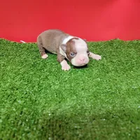 Chocolate and white female 3, a female Boston Terrier for sale in Walnut Grove, MS – Photo 2 of 8